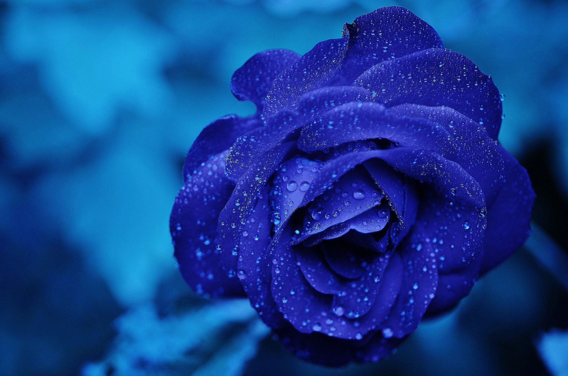 https://nexedu.nexgensoftit.com/storage/uploads/sliders/1783248368rose-165819_1920.jpg