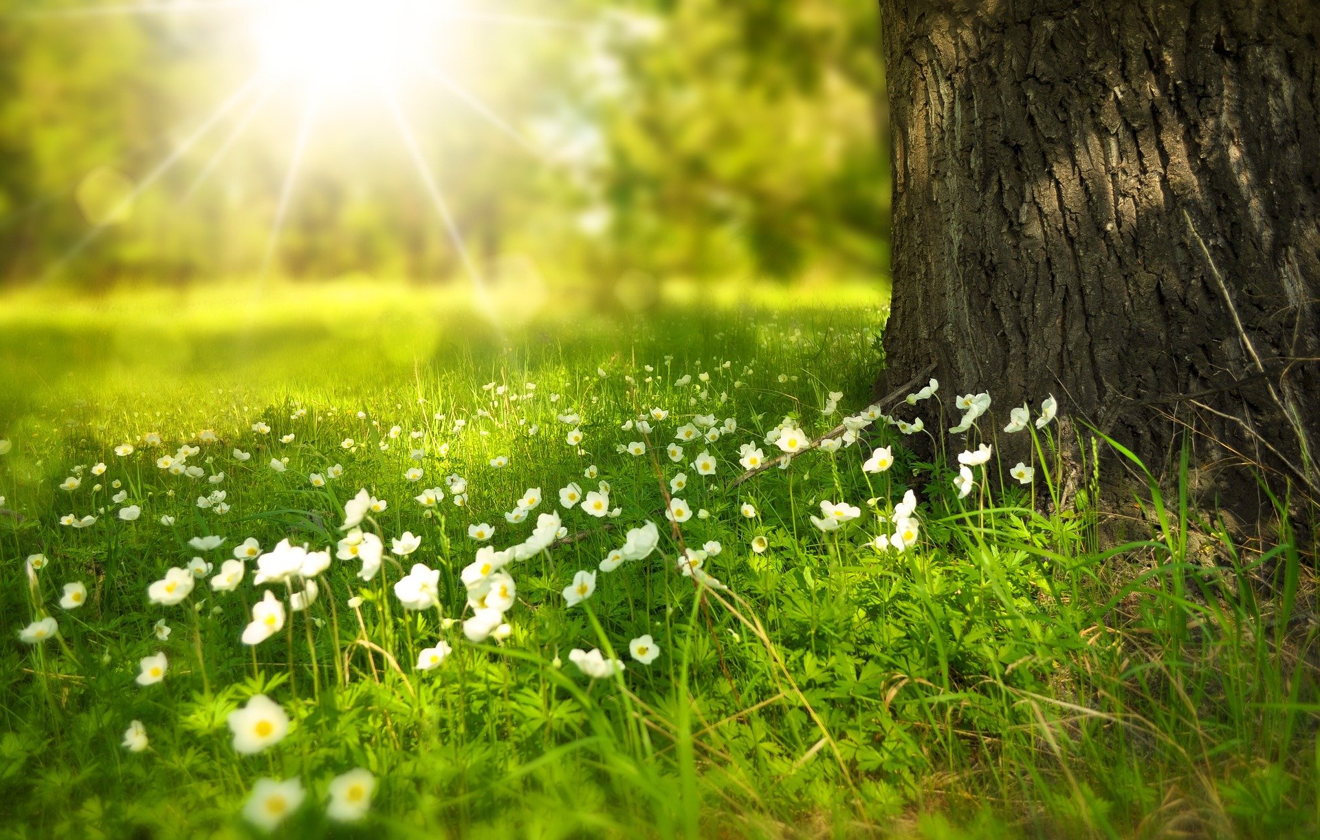 https://nexedu.nexgensoftit.com/storage/uploads/sliders/1783248379flowers-276014_1920.jpg
